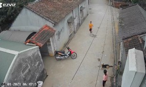 Excited Dogs Knock Person Down