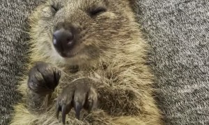 Snuggles with a Cute Quokka