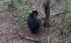 Mama Bear and Cub Investigate Hunter's Tree Stand
