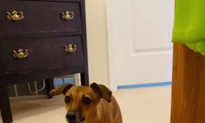 Greyhound Has a Peculiar Way of Sitting