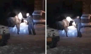 Troopers Remove Bag From Distressed Moose's Head