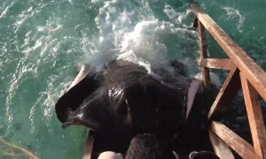 Stingray Amazingly Jumps Onto Ramp To Get Food From Human
