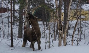 Moose Breaks Branch for a Bite
