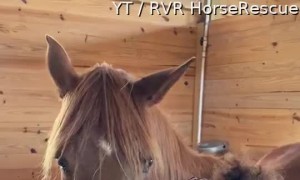 Horse Shows Puppy Lots of Love