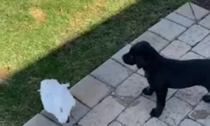 Cockatoo and Puppy Play