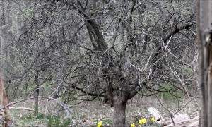 Bears Don't Like Loud Saxophones