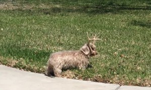 Dog with Antlers Makes Owner Do Double Take