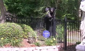 Black Bear Stands Its Ground for a Snack