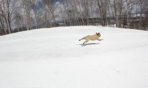 Super Fast French Bulldog Speeds Downhill