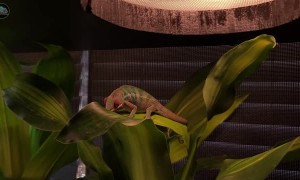 Chroma a Baby Panther Chameleon Adjusting to New Home