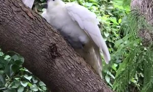 Cranky Cockatoo