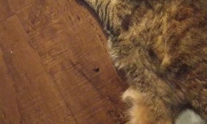 Chonky Kitty Loves Being Vacuumed