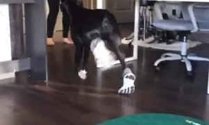 Boxer Wears Human Shoes with Style