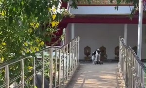 Talented Doggy Skateboards down Rampway