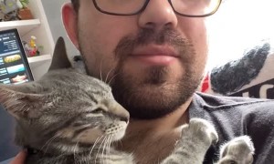 Snuggly Kitty Cuddles up on Owner's Chest