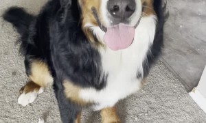 Dogs Surprise Mom with a Destroyed Bed