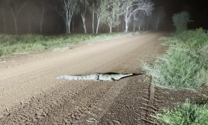 Speedy Crocodile Gallops Into the Grass