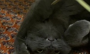 Cat Seems to Tired to Play