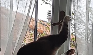 Cat Attempting to Open Window Succeeds