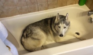 Stubborn husky throws hilarious bathtub temper tantrum