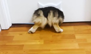Corgi Loves Slipping Through Kitty Door