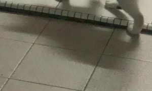 Cat Has a Playful Game of Chase with Mouse
