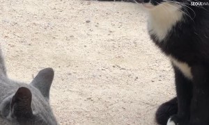 Horde of Cute Cats Munch on Mukbang