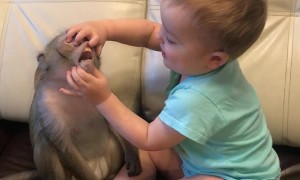 Monkey and Baby Are Best Buds