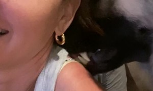 Jealous German Shepherd Tries Giving Acupuncture