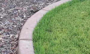 Killdeer Birds Have a Peculiar Defense Mechanism