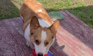 Corgi Finds Favorite Toy