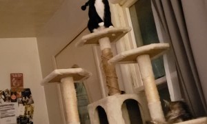 Cat on Top of Tree Has Sneezing Fit