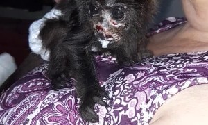 Rescued Howler Monkey Infant Enjoys a Meal