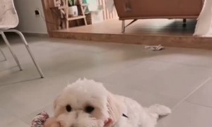 Smart maltipoo shows off most adorable tricks ever