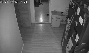 Fox That Breaks into House is Chased by Dog