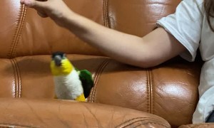 Playing Puppets with a Pet Parrot