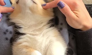 Sleepy Pup Dozes Off to Face Massage