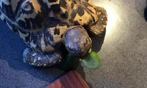 My Pet Tortoise Helping Me Reduce Food Waste