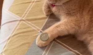 Cat Mimics Owner's Coin Trick