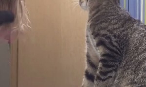 Cute Tabby Cat Mimics Owner Brushing Her Hair