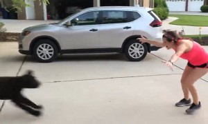 Nurse Reunites With Dog After Month-Long Separation