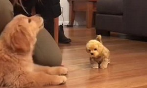 Puppy is super jealous after being introduced to toy dog