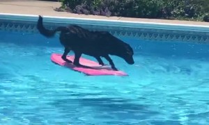 Labrador Dog Uses Wakeboard To Fetch Ball From Pool