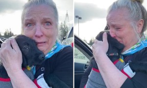 Mom Surprised With Puppy After Losing Labrador
