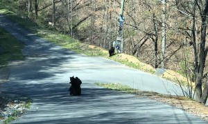 Black Bear Cubs Play in Road While Mom Watches