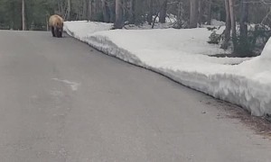 Runner Followed by Black Bear in Grand Teton National Park