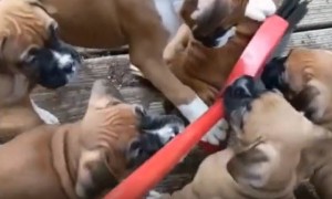 Puppies Hilariously Follow Broom Every Direction It Goes