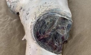 Seal With Huge Shark Bite Washes up on Sydney Beach