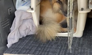 Large Dog Squeezes Into Small Carrier