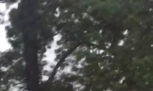 Brazilian Vacationers Surprised by Bears